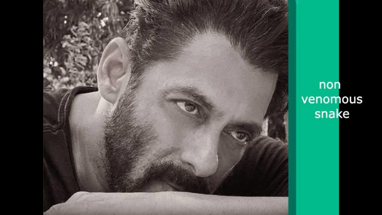 Salman Khan bitten by snake